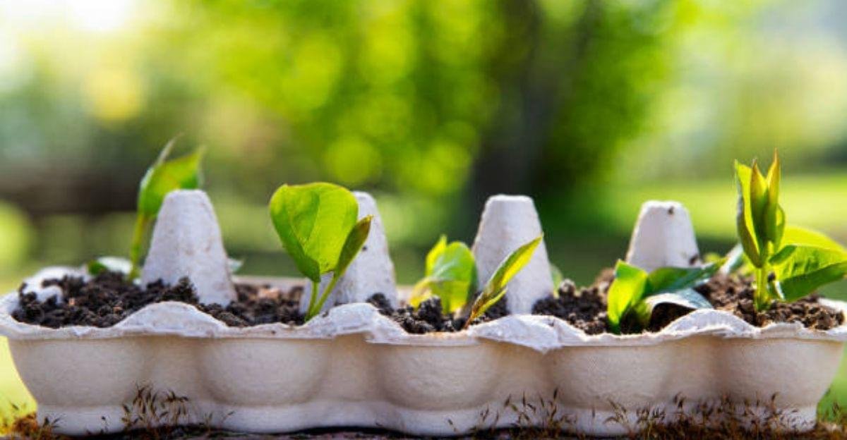 Egg carton seed starters filled with soil and young vegetable seedlings on a sunny windowsill.