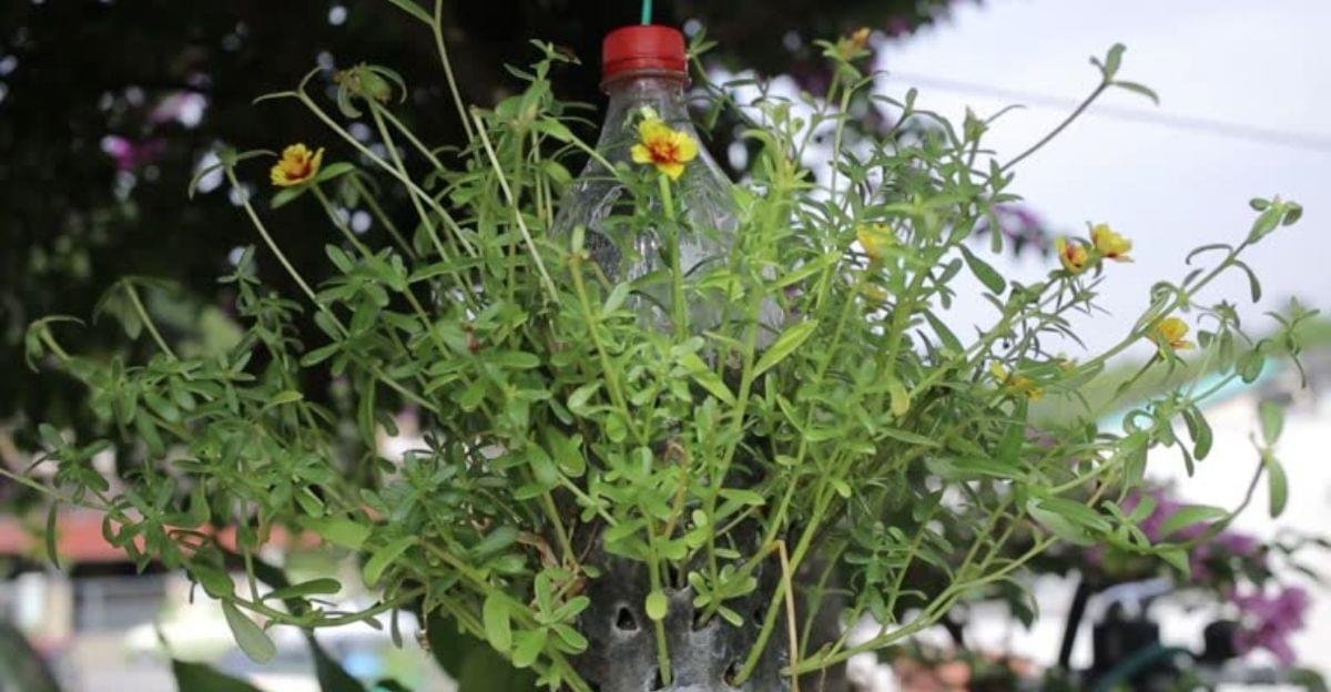 Recycled plastic bottle hanging garden attached to a wooden fence with thriving green plants.