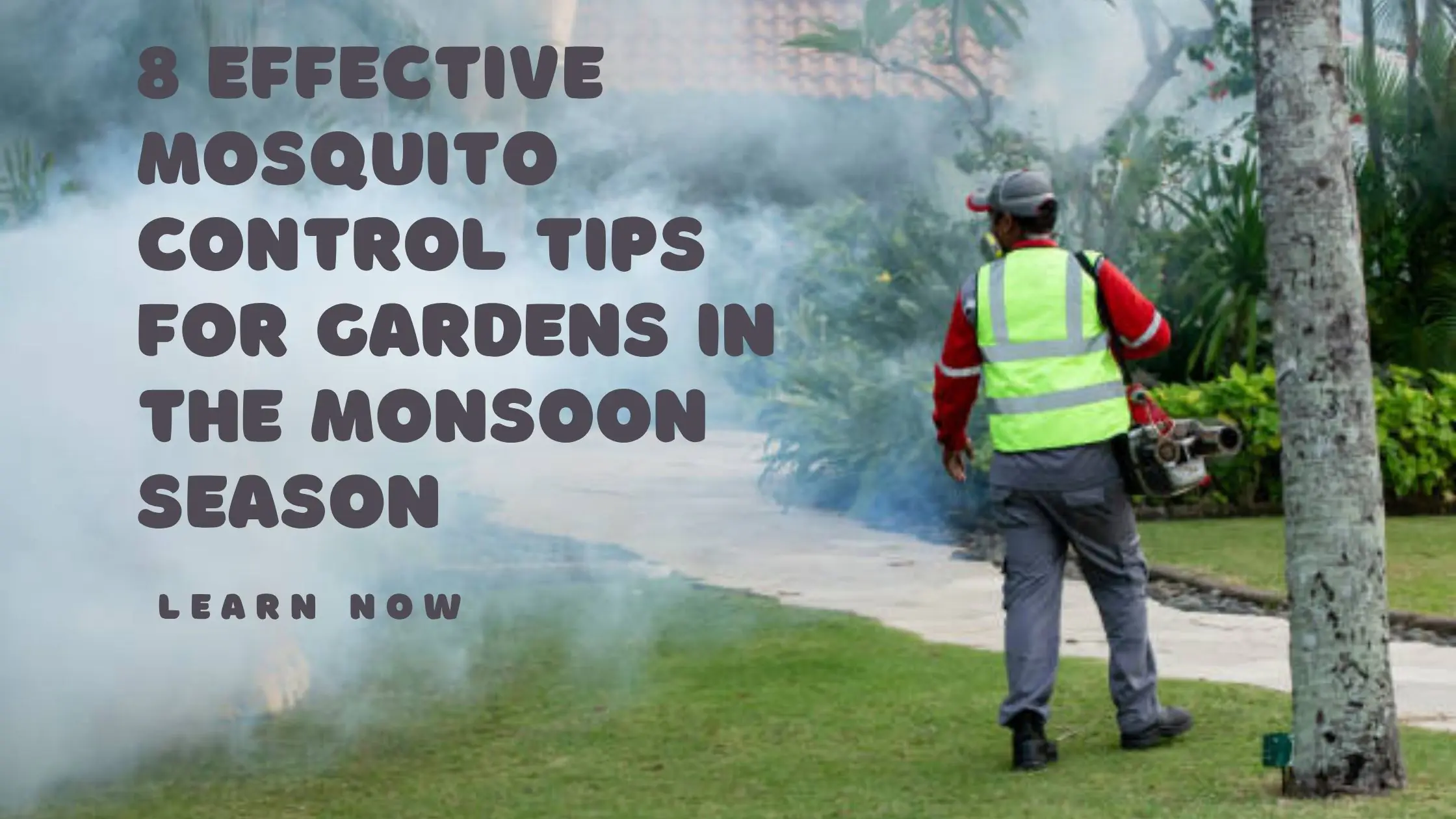 8 Effective Mosquito Control Tips for Gardens in the Monsoon Season