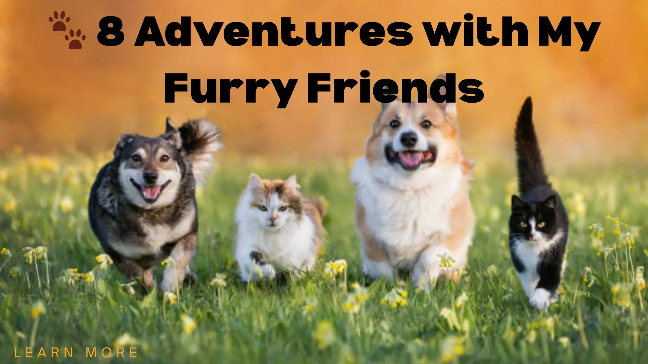 🐾 8 Adventures with My Furry Friends