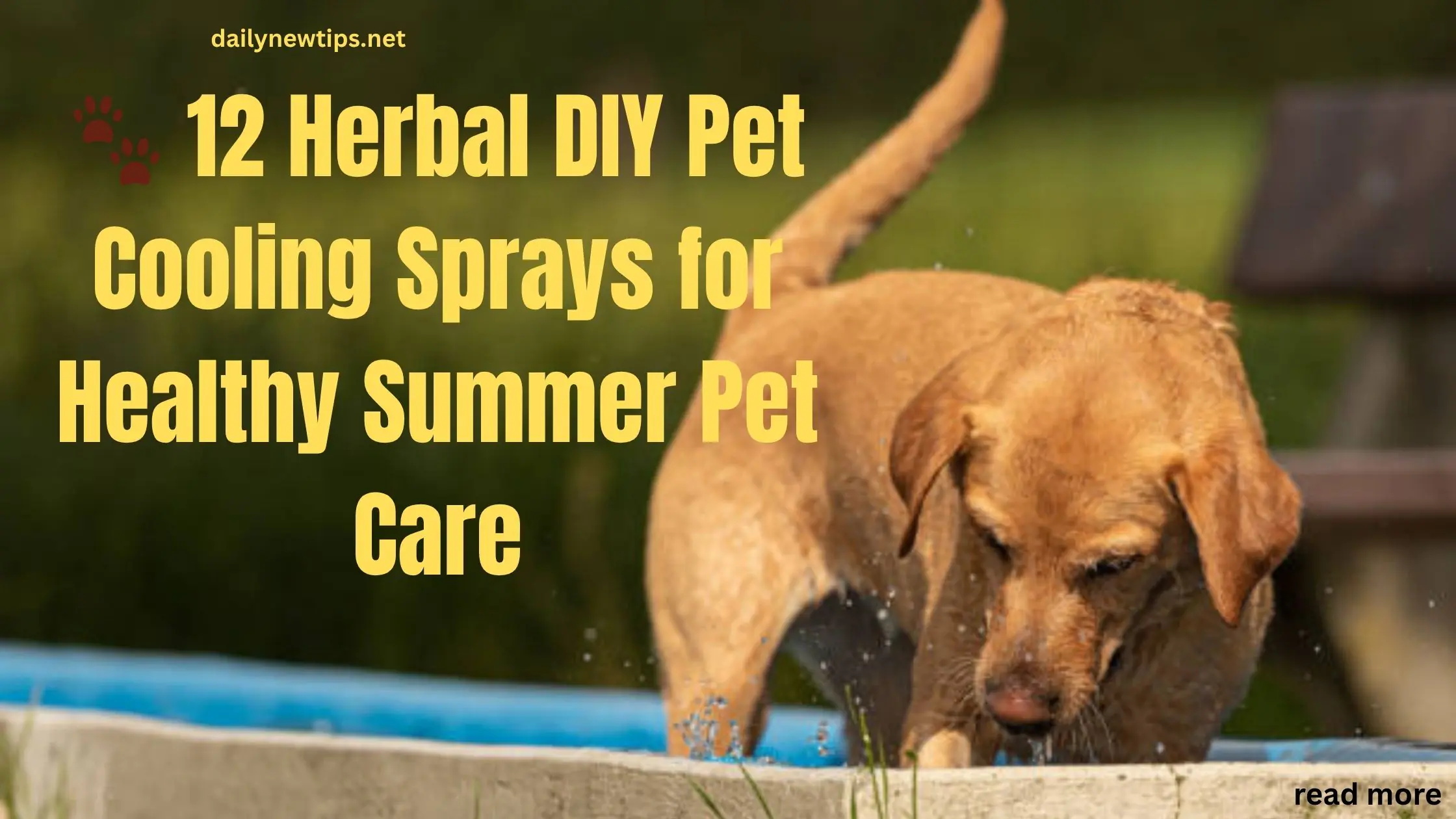 🐾 12 Herbal DIY Pet Cooling Sprays for Healthy Summer Pet Care