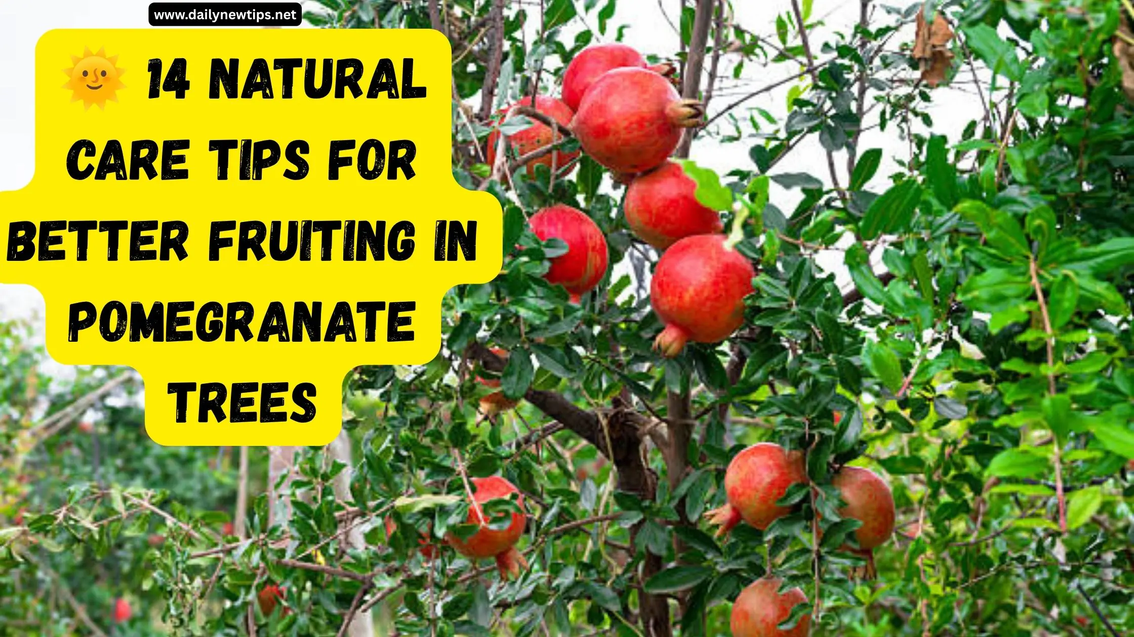 🌞 14 Natural Care Tips for Better Fruiting in Pomegranate Trees